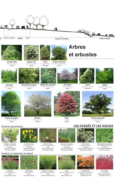 Orientations d'amnagements et prconisation des vgtaux  planter.